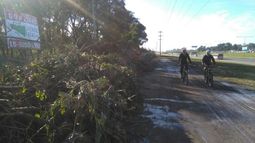 PARED VERDE. Las ramas ocupaban buena parte de la colectora, ayer por la mañana..
