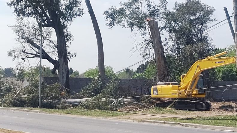 Los &aacute;rboles da&ntilde;aron al cableado de media tensi&oacute;n en la ruta 25.