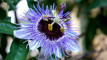 plantas para la pascua: la pasiflora, la flor de la pasion