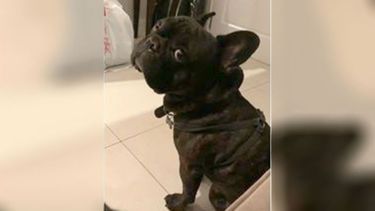 Se perdió Román, Mayling, Kilómetro 50. Si alguien lo ve por favor avisar al número 113235-1860. María..