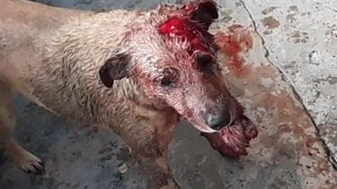 Así quedó la perra atacada por los dos pitbulls..