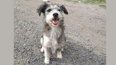 Recién (por ayer) pasé en bici y vi esta perrita en el puente de Paseo Pilar, cerca de Kansas! Súper dulce, quizás alguien la está buscando! Sil Solorza Perros Perdidos Pilar y Zona Norte P.P.P..