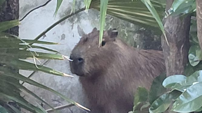 El carpincho se refugió en Bianea y luego escapó a la Plaza de los Niños.