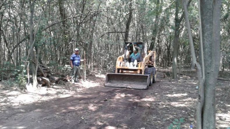 MÁQUINAS. El nuevo paseo ofrece una imponente arboleda..