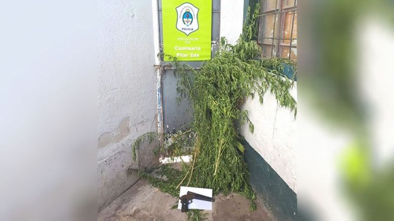 PLANTAS Y ARMAS. Fueron incautadas por la policía..