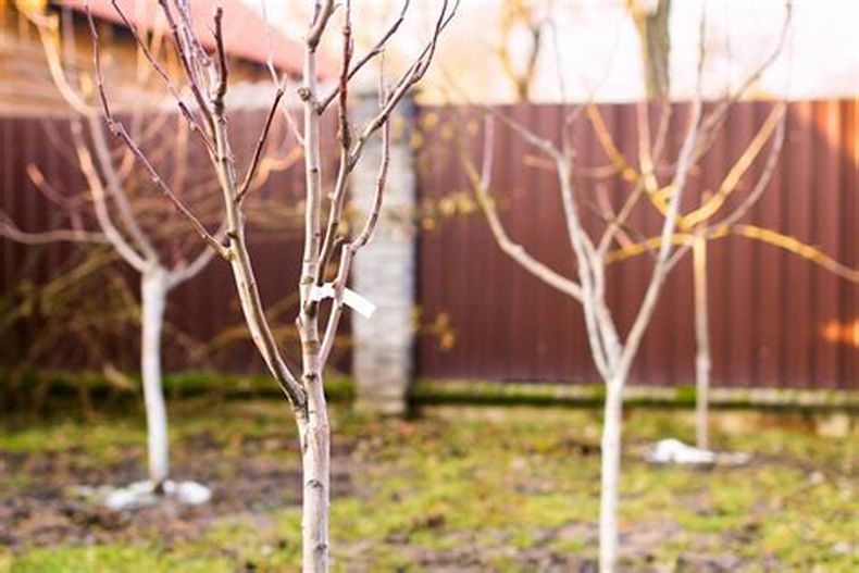 Aportar sustratos en el jardín durante el invierno. Foto: Agroinfo..jpg