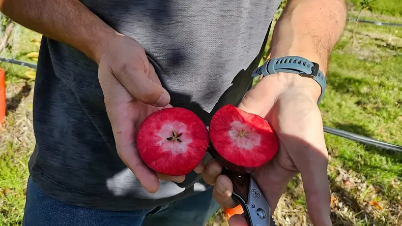 Manzanas Kissabel producidas en Río Negro. (Grupo Prima).