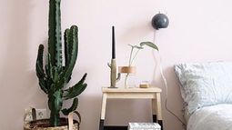 5 Suculentas top que te ayudan a dormir mejor