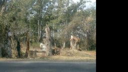 Una de las imágenes de la tala, tomada por el vecino Guillermo Lorenzo..