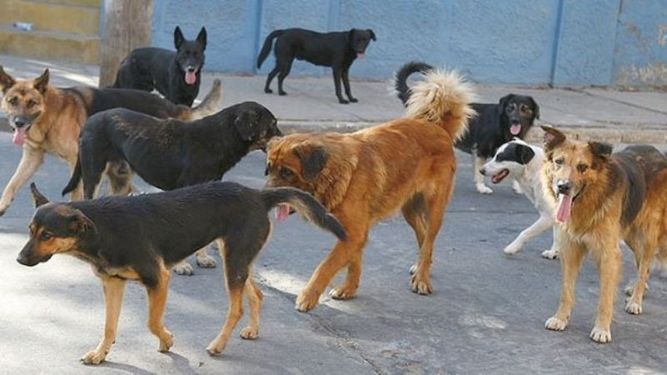 Los protectores de animales piden más castraciones y vacunas