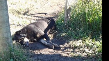 Dos de los perros que aparecieron envenenados..