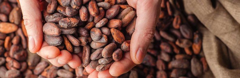 Hoy es el Día Mundial del Cacao. (Udv.edu.gt)..jpg
