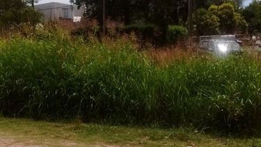 Vecinos de Villa Alpina II reclamamos mantenimiento de espacios verdes, pastizales en arroyo, zanja y cunetas. Calle Lobería, entre Colectora y Salíquelo. Pablo..