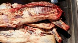 Decomisan carne de un camión con cucarachas