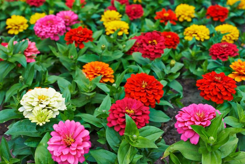 Zinnias. (walmart.com)..jpg