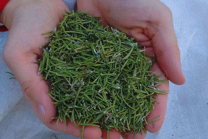 La aromática tiene cada vez mayor demanda. (agronoa.com.ar)..jpg