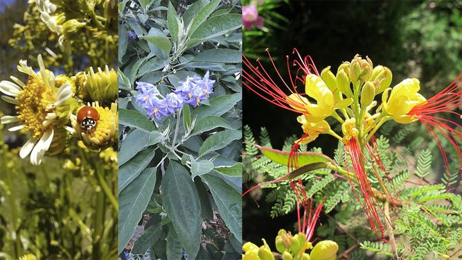En primavera, mejor cultivar plantas nativas