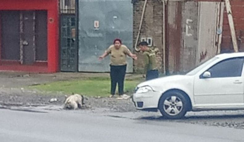 El ataque del pitbull ocurrió en la calle Maipú del barrio Nuestra Señora del Pilar. El ataque del pitbull ocurrió en la calle Maipú del barrio Nuestra Señora del Pilar.