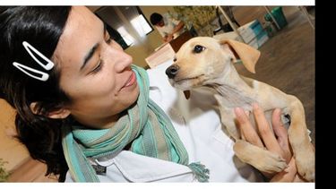 Las mascotas se meten en la campaña
