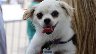 Adoptar mascotas de manera responsable