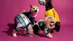 ¡Guau Mundial! Los perros ahora también alientan con camiseta ¡Guau Mundial! Los perros ahora también alientan con camiseta