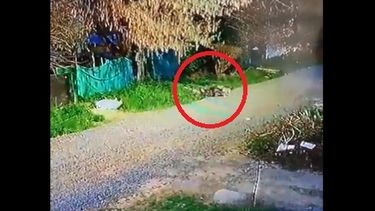 La mujer ya cayó al suelo por el ataque de los perros.