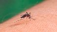 Se registraron 29 casos de dengue confirmados, de los cuales 16 son autóctonos sin antecedentes de viaje, 10 importados y 3 siguen en investigación.