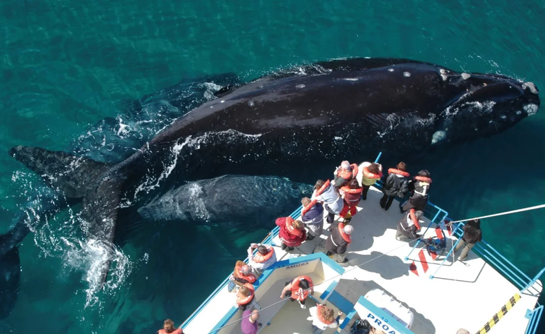 Una temporada de avistaje única. (Turismo Madryn).