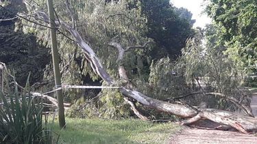La rama que cayó ayer en el barrio Montecarlo..