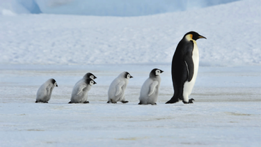 El pingüino emperador podría llegar al próximo siglo al borde de la extinción