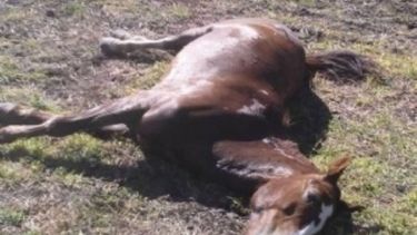 Nuevos casos de animales muertos en Derqui