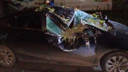 DESTROZOS. El árbol se desplomó sobre el techo del vehículo.&nbsp;