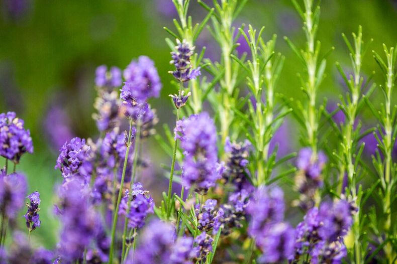 Lavanda. (garden-design-courses.co.uk).jpg