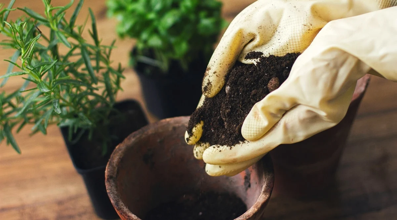 Claves para cultivar plantas de otoño en macetas. (epicgardening.com).
