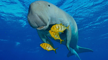 otro triste final: declaran extinto en china al dugongo, animal que habria inspirado los relatos de sirenas