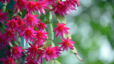 plantas para la pascua: el cactus de pascua