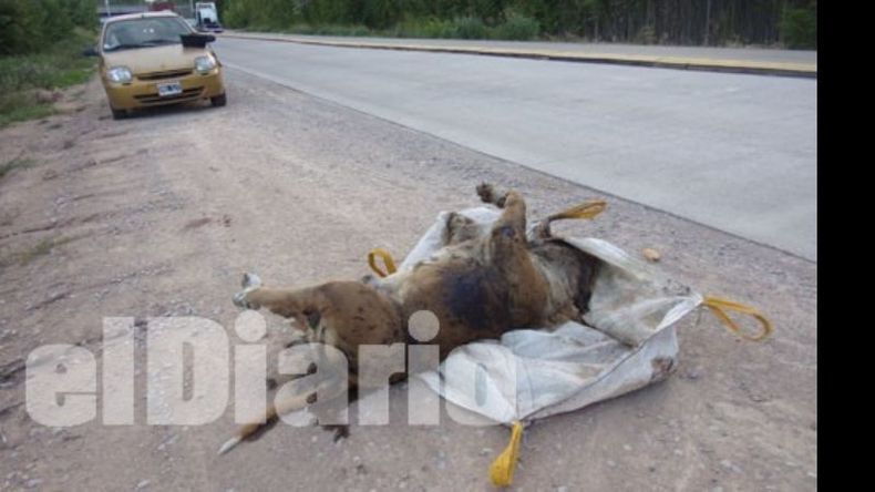 El olor nauseabundo que despide el cuerpo inunda toda la zona..