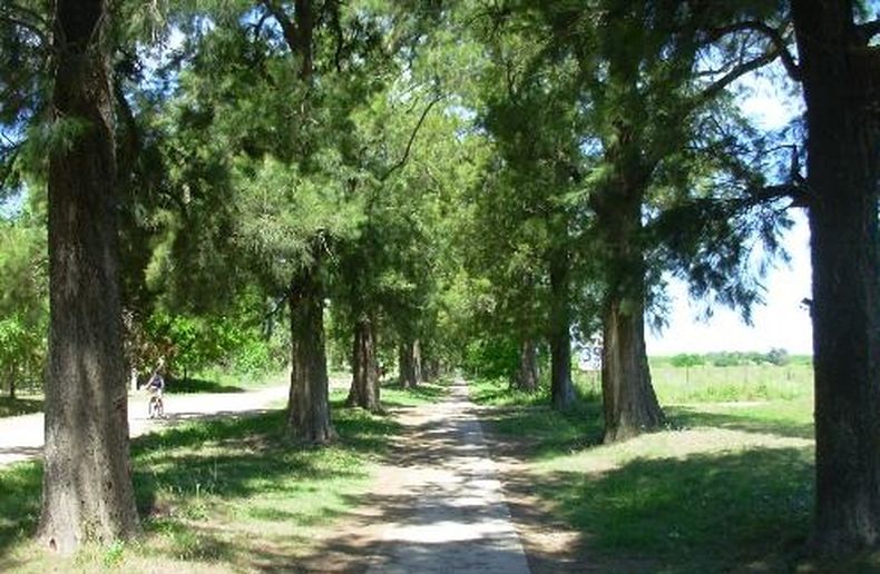 El camino de casuarinas a&uacute;n se conserva en Manzanares.