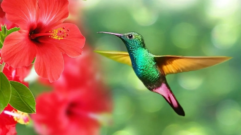Si un colibrí llega a tu jardín, tu jardín es un lugar de paz y armonía. (mdzol.com)..webp