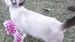 Buscan a un gato perdido