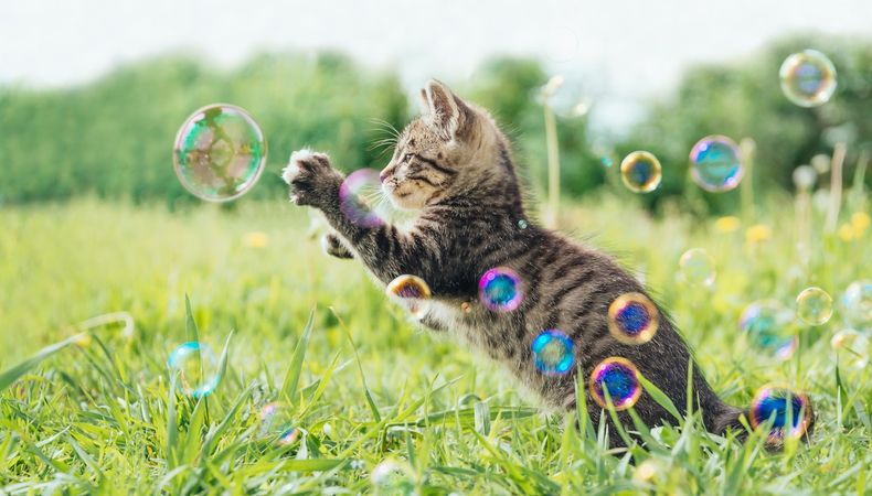 Hoy es el Día Internacional del Gato. (cadenadial.com)..jpg