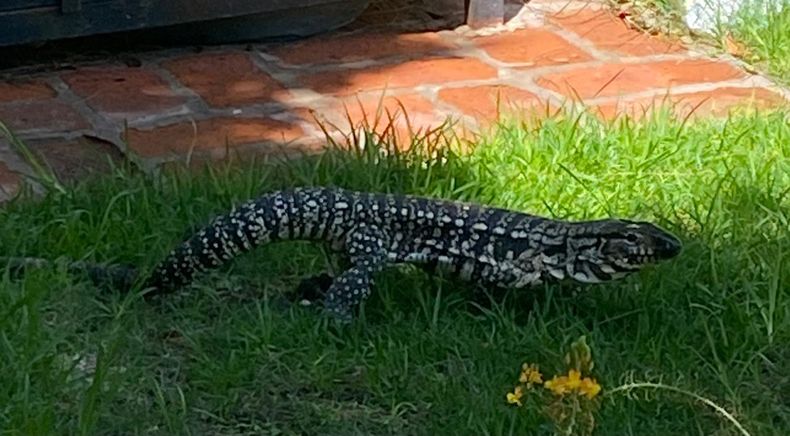 Un lagarto overo en el jardn de una casa en Parque Irizarnbsp