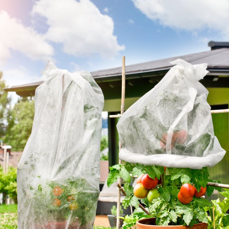 Fr O Y Heladas Consejos Para Proteger Tus Plantas