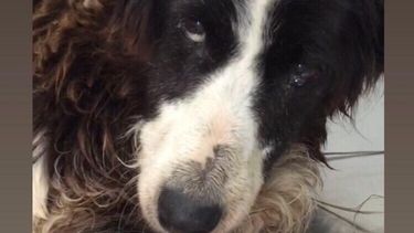 Abandonaron a una perrita en una bolsa de consorcio