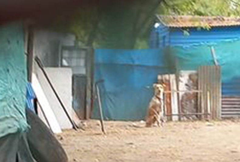 Quisiera pedirles ayuda difundiendo un caso de maltrato animal por favor. Llevamos dos semanas haciendo denuncias en comisaría, fiscalía, Zoonosis por maltrato animal.&nbsp; En el barrio Agustoni, calle Baradero y esquina Chile 2800, hay una señora que tiene 4 perros encadenados en total estado de desnutrición. No se puede entrar y sacar a los animales porque cerraron con chapas y lona todo el perímetro. Una vecina hizo un agujero y sacó fotos y videos. San Acosta