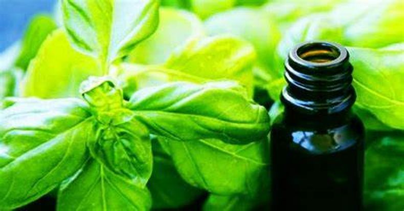 Repelente de Albahaca. (casaydiseno.com)..jpg