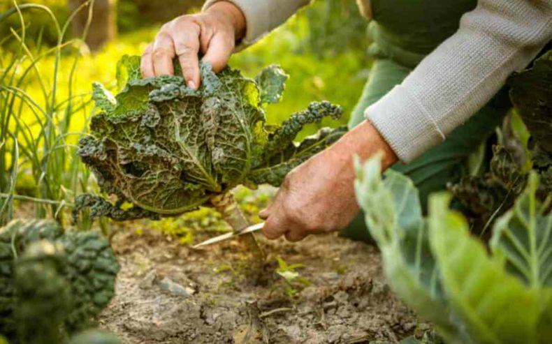 ¿Qué sembrar y cosechar en invierno? Foto: Ecocosas.com..jpg