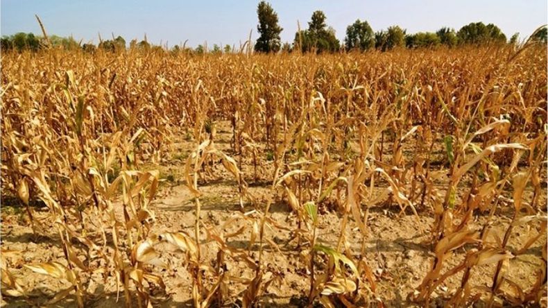 SEQUÍA. El agro fue el sector que más cayó en el trimestre..