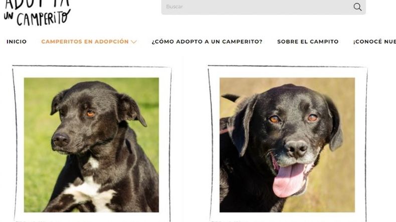 ONLINE. Los perros pueden adoptarse vía web..