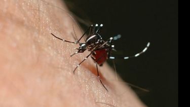 Detectan caso de dengue en el hospital de Del Viso